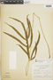 Ferns From Past to Present, funded by the Institute of Museum and Library Services (Award No. MA-30-13-0544-13).