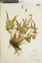 Ferns From Past to Present, funded by the Institute of Museum and Library Services (Award No. MA-30-13-0544-13).