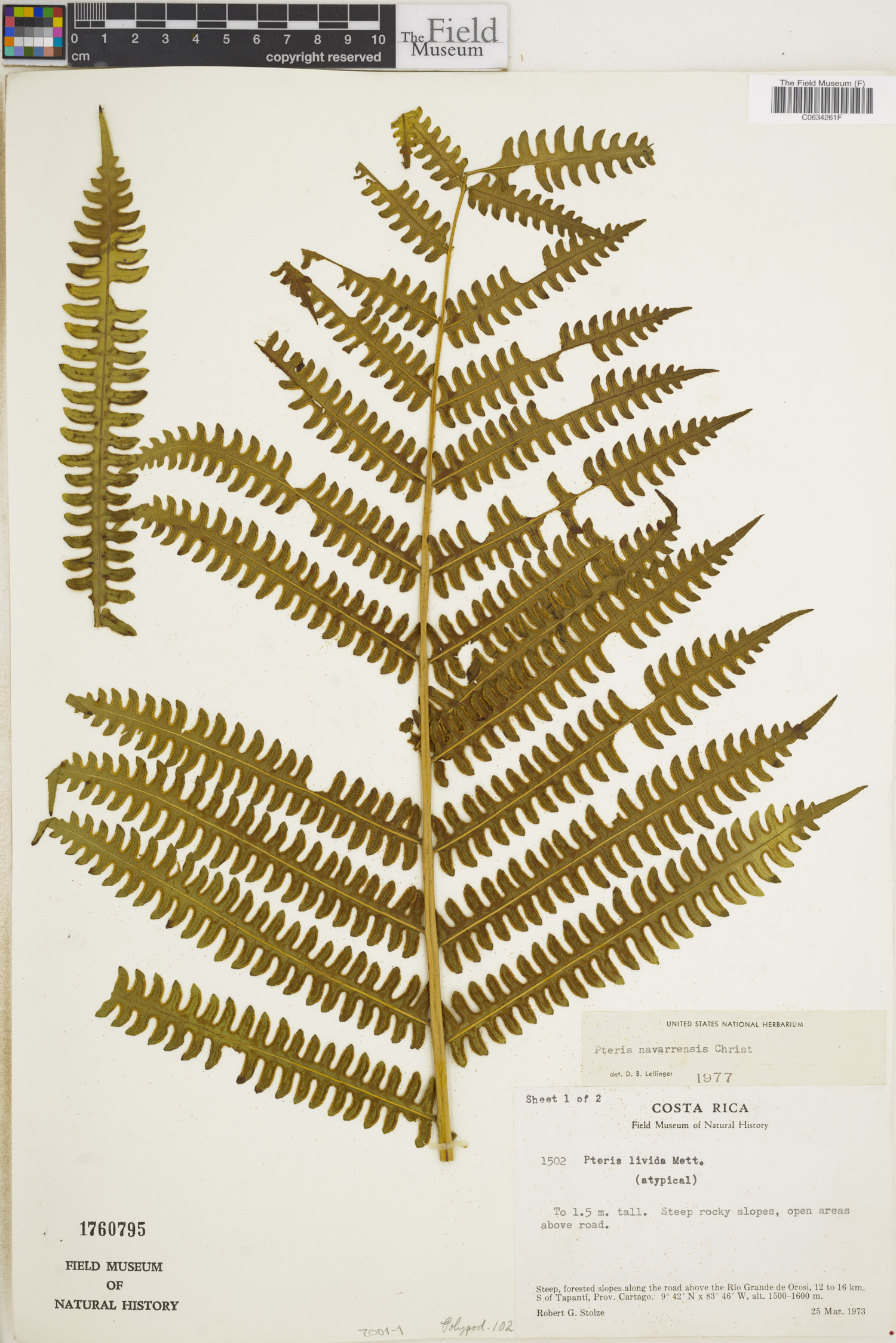 Pteris navarrensis image