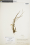 Ferns From Past to Present, funded by the Institute of Museum and Library Services (Award No. MA-30-13-0544-13).