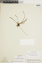 Ferns From Past to Present, funded by the Institute of Museum and Library Services (Award No. MA-30-13-0544-13).