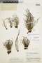 Ferns From Past to Present, funded by the Institute of Museum and Library Services (Award No. MA-30-13-0544-13).