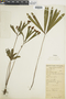 Ferns From Past to Present, funded by the Institute of Museum and Library Services (Award No. MA-30-13-0544-13).