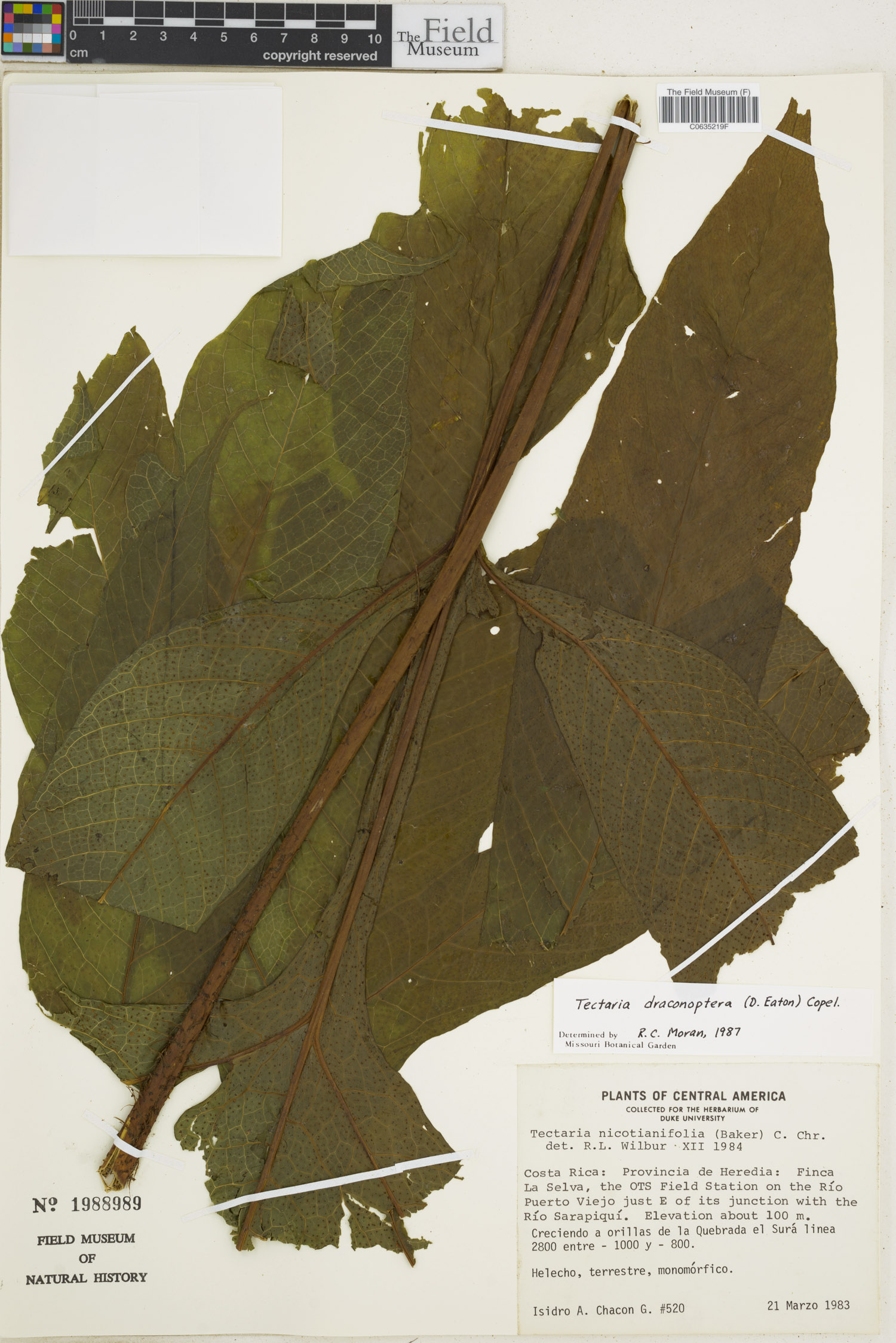 Tectaria draconoptera image
