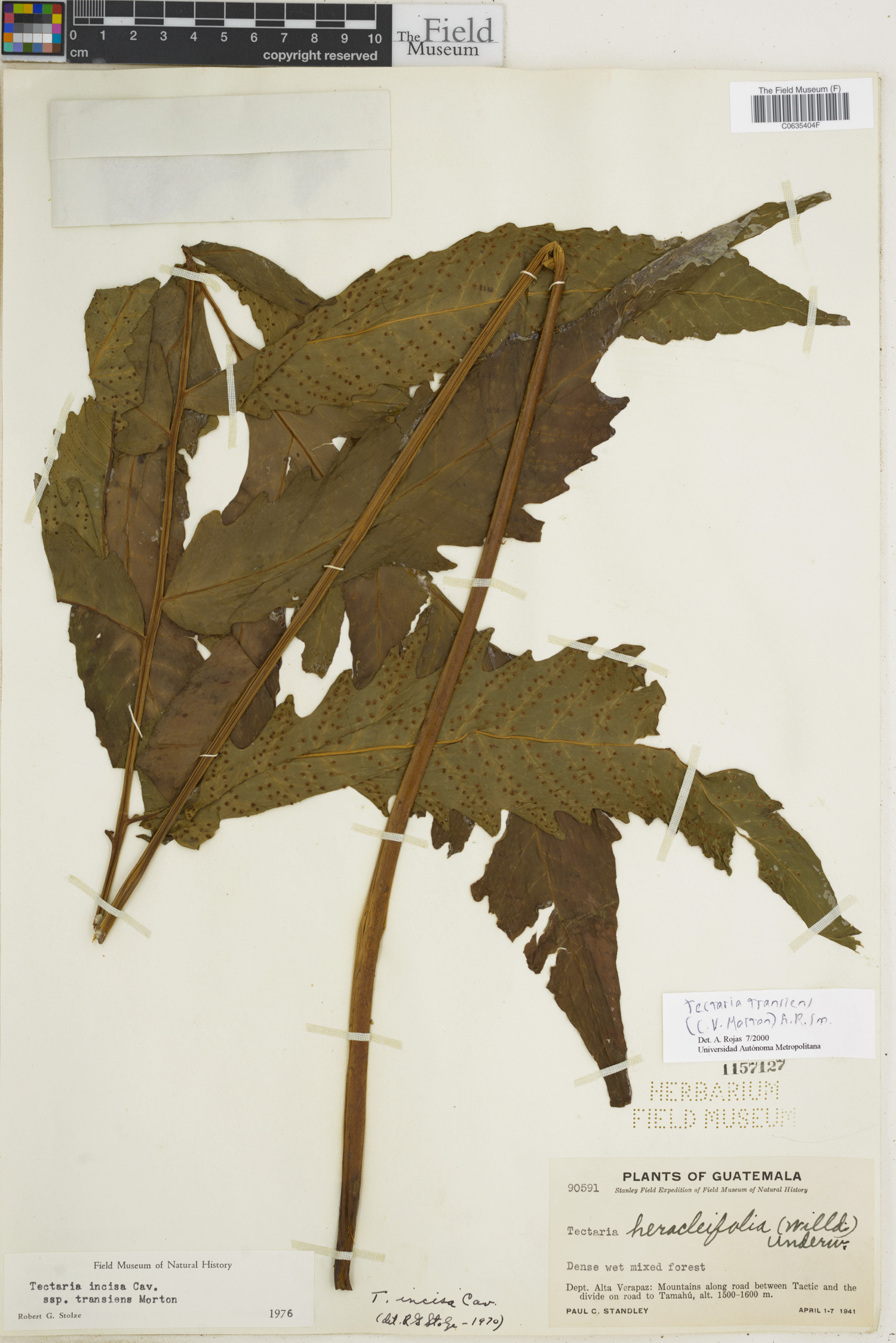 Tectariaceae image