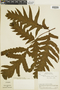 Tectaria athyrioides image