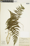 Ferns From Past to Present, funded by the Institute of Museum and Library Services (Award No. MA-30-13-0544-13).