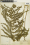 Ferns From Past to Present, funded by the Institute of Museum and Library Services (Award No. MA-30-13-0544-13).