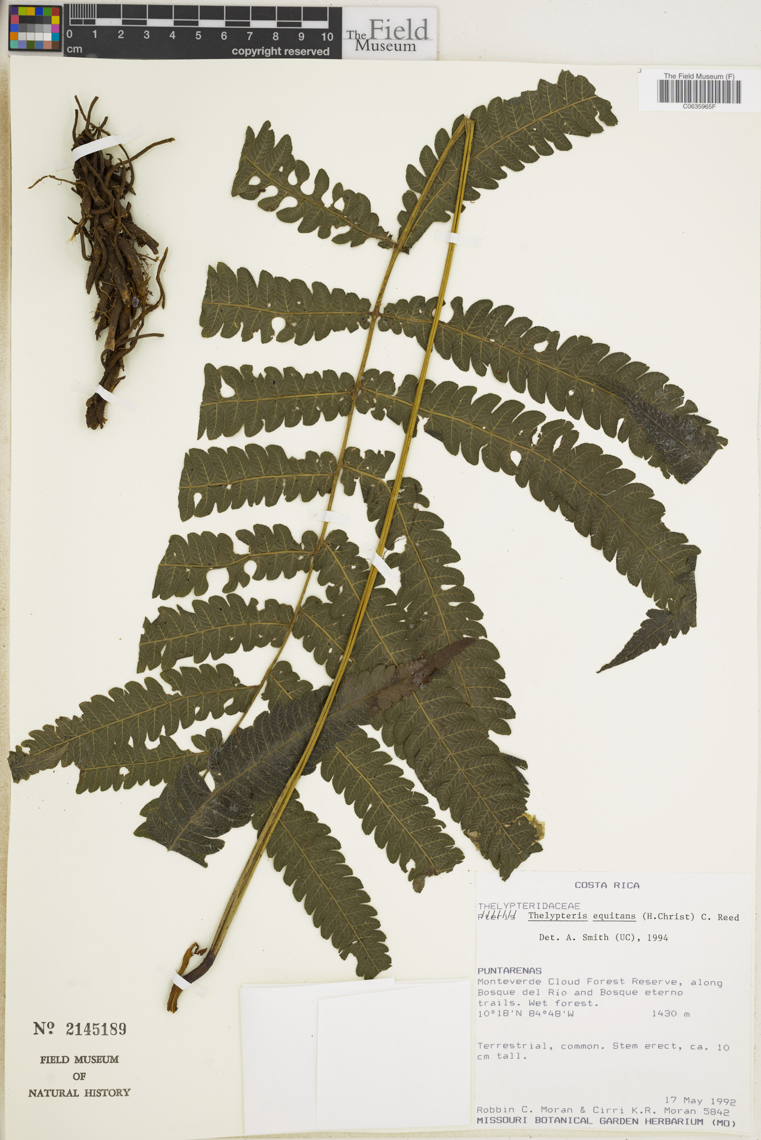 Thelypteris equitans image