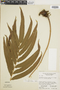 Ferns From Past to Present, funded by the Institute of Museum and Library Services (Award No. MA-30-13-0544-13).