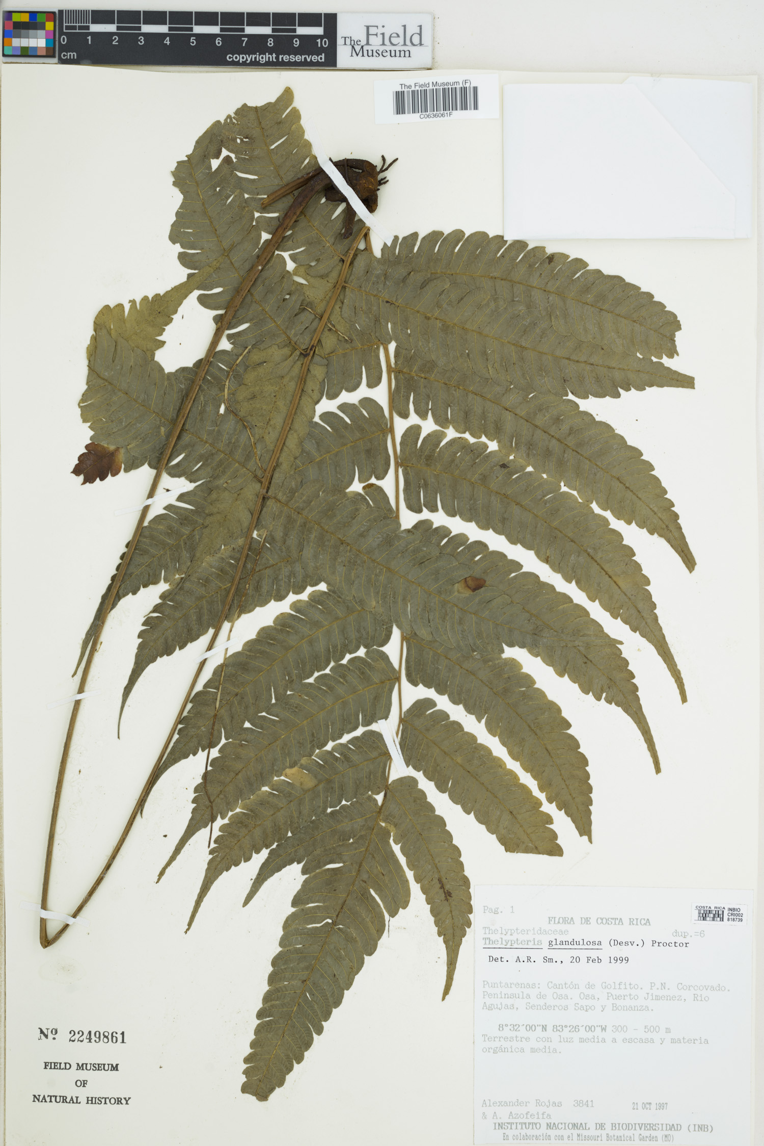 Thelypteris glandulosa image