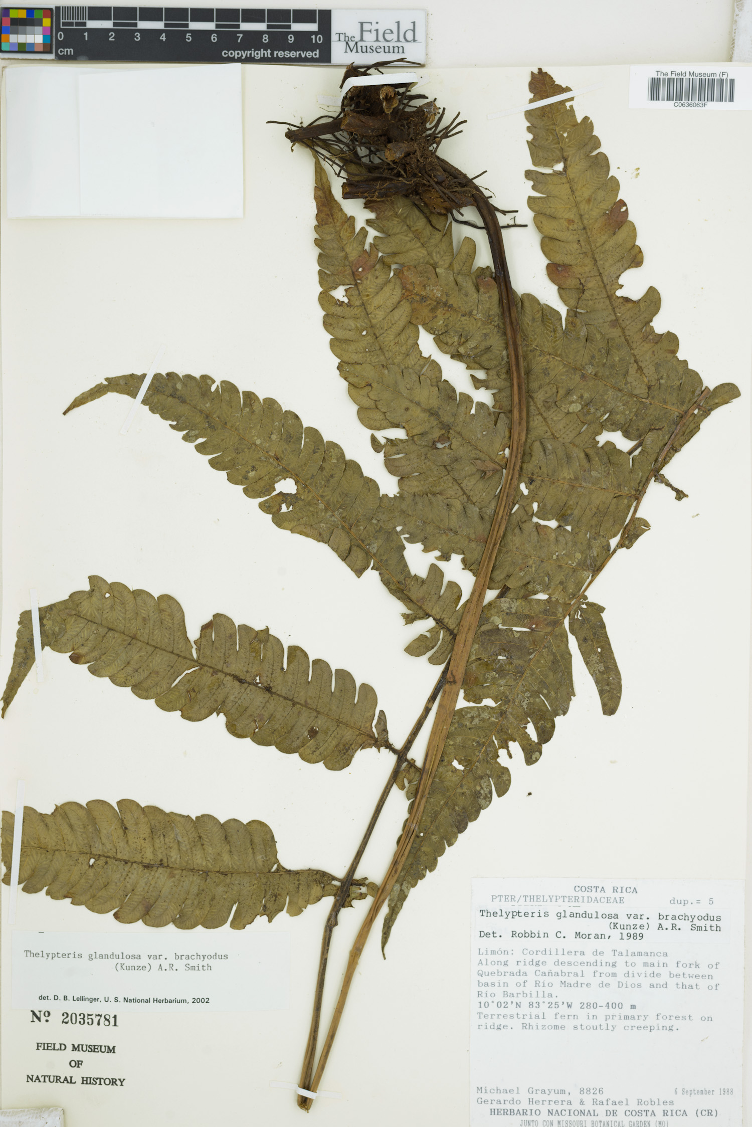 Thelypteris glandulosa image