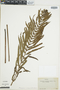 Ferns From Past to Present, funded by the Institute of Museum and Library Services (Award No. MA-30-13-0544-13).