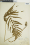 Ferns From Past to Present, funded by the Institute of Museum and Library Services (Award No. MA-30-13-0544-13).