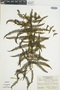 Ferns From Past to Present, funded by the Institute of Museum and Library Services (Award No. MA-30-13-0544-13).