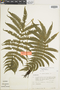 Ferns From Past to Present, funded by the Institute of Museum and Library Services (Award No. MA-30-13-0544-13).