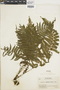 Ferns From Past to Present, funded by the Institute of Museum and Library Services (Award No. MA-30-13-0544-13).