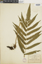 Ferns From Past to Present, funded by the Institute of Museum and Library Services (Award No. MA-30-13-0544-13).