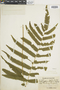 Ferns From Past to Present, funded by the Institute of Museum and Library Services (Award No. MA-30-13-0544-13).