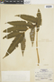 Ferns From Past to Present, funded by the Institute of Museum and Library Services (Award No. MA-30-13-0544-13).