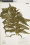 Ferns From Past to Present, funded by the Institute of Museum and Library Services (Award No. MA-30-13-0544-13).