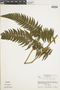 Ferns From Past to Present, funded by the Institute of Museum and Library Services (Award No. MA-30-13-0544-13).
