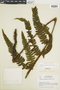 Ferns From Past to Present, funded by the Institute of Museum and Library Services (Award No. MA-30-13-0544-13).