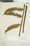 Ferns From Past to Present, funded by the Institute of Museum and Library Services (Award No. MA-30-13-0544-13).