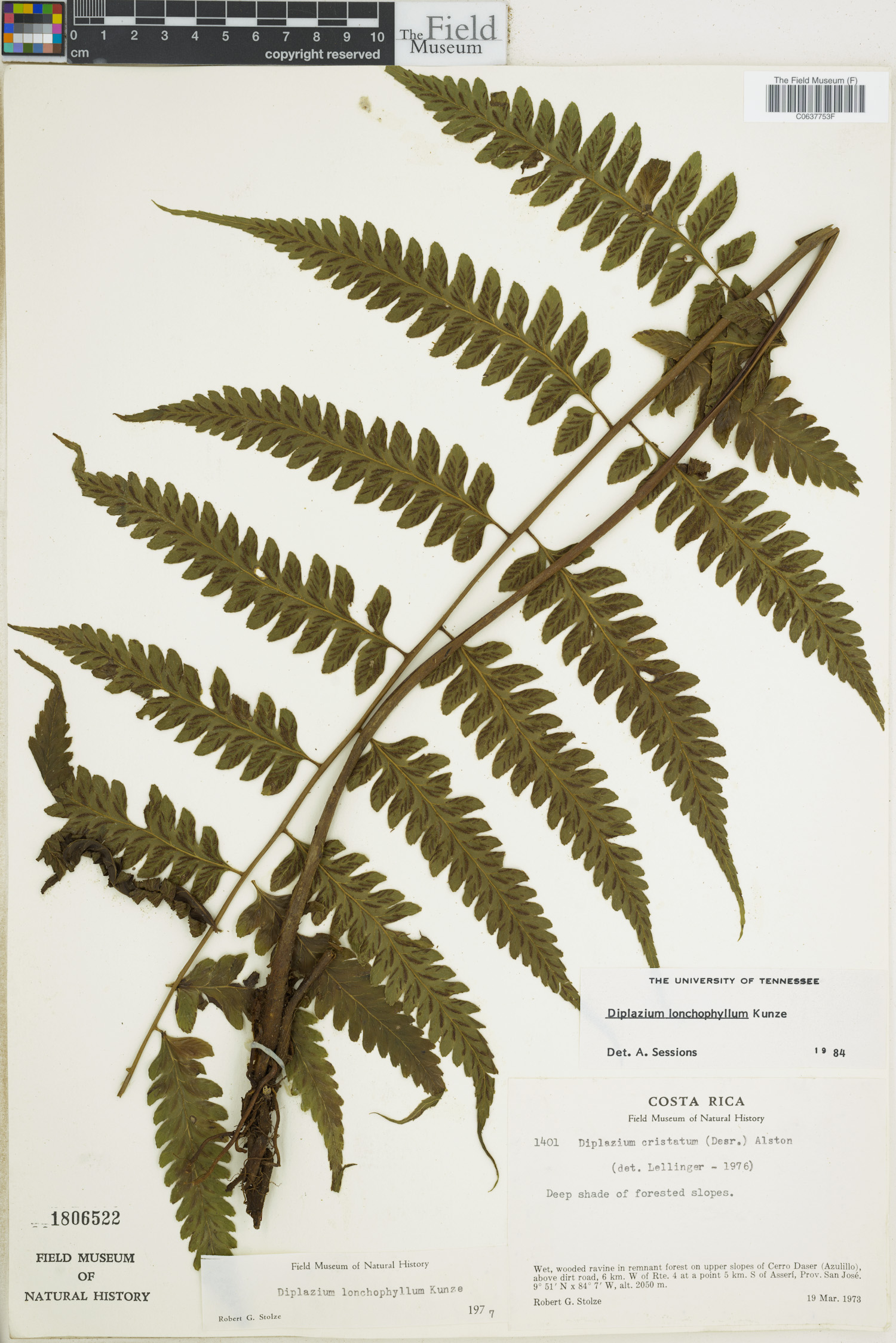 Diplazium lonchophyllum image