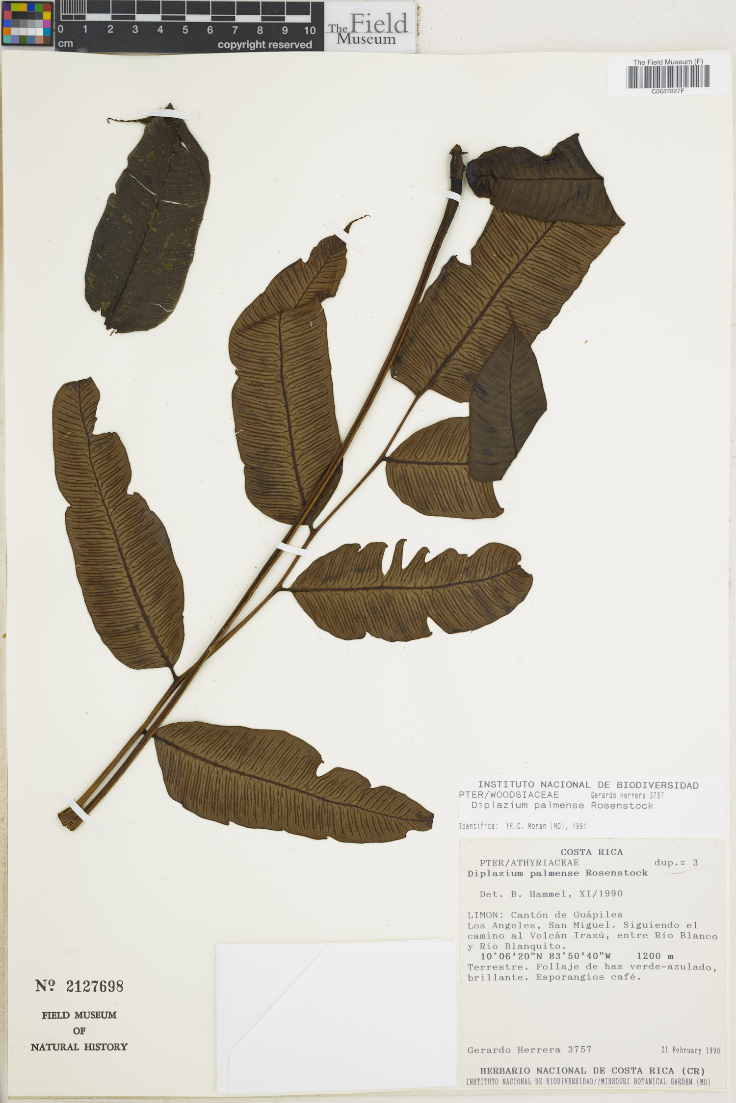 Diplazium palmense image