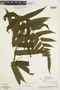 Ferns From Past to Present, funded by the Institute of Museum and Library Services (Award No. MA-30-13-0544-13).