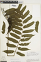 Ferns From Past to Present, funded by the Institute of Museum and Library Services (Award No. MA-30-13-0544-13).