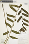 Ferns From Past to Present, funded by the Institute of Museum and Library Services (Award No. MA-30-13-0544-13).