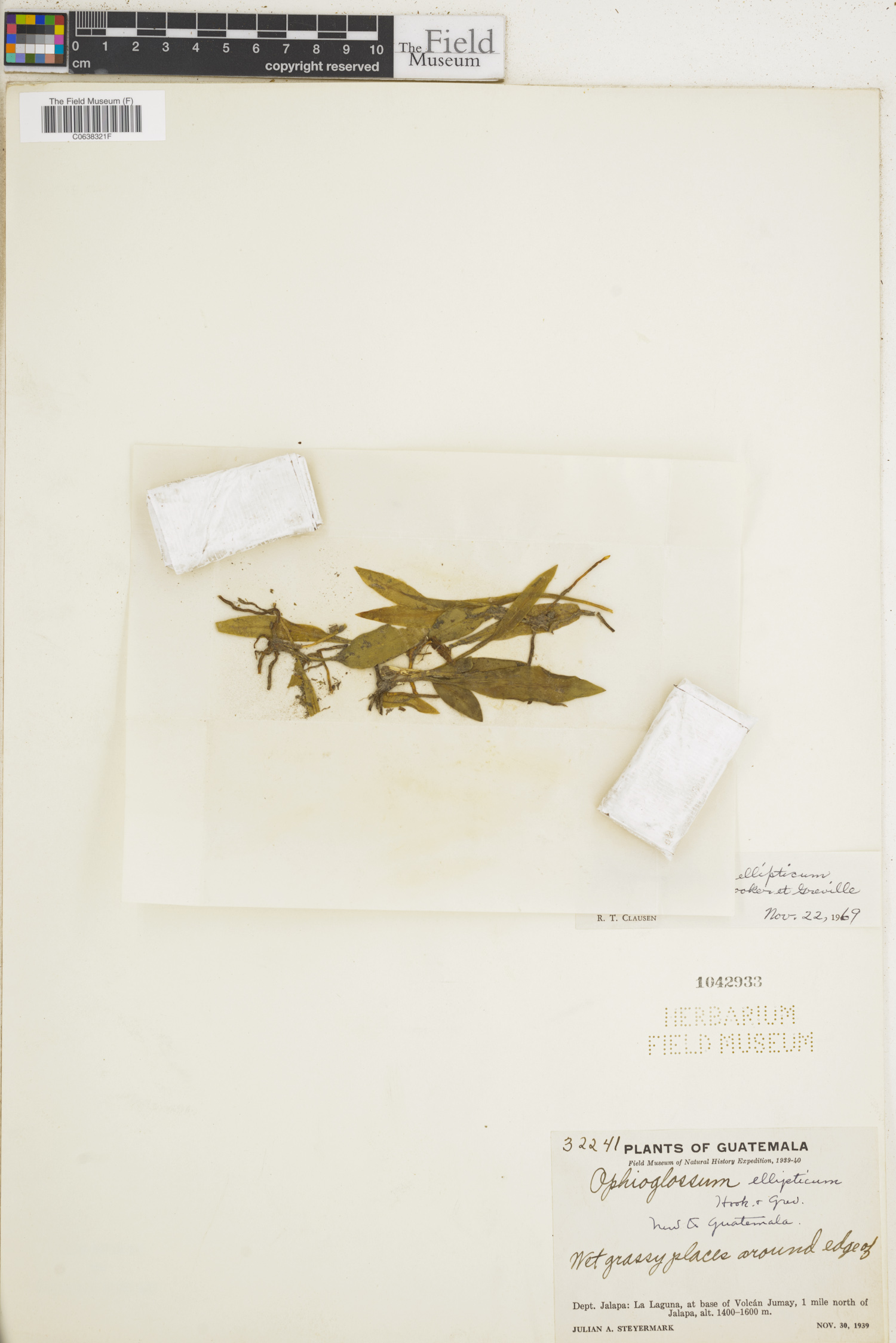 Ophioglossum ellipticum image