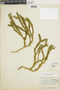 Ferns From Past to Present, funded by the Institute of Museum and Library Services (Award No. MA-30-13-0544-13).