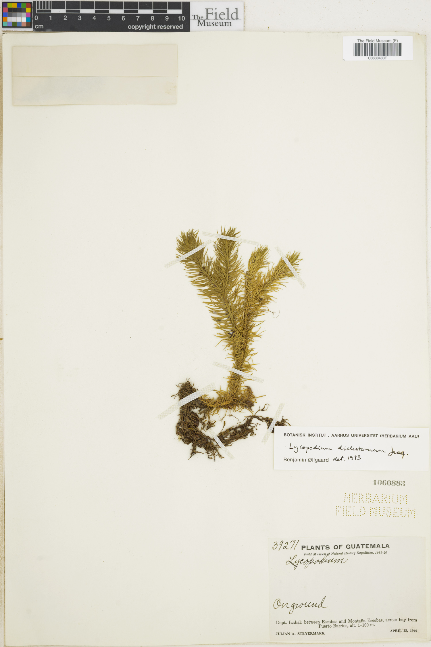 Lycopodium dichotomum image
