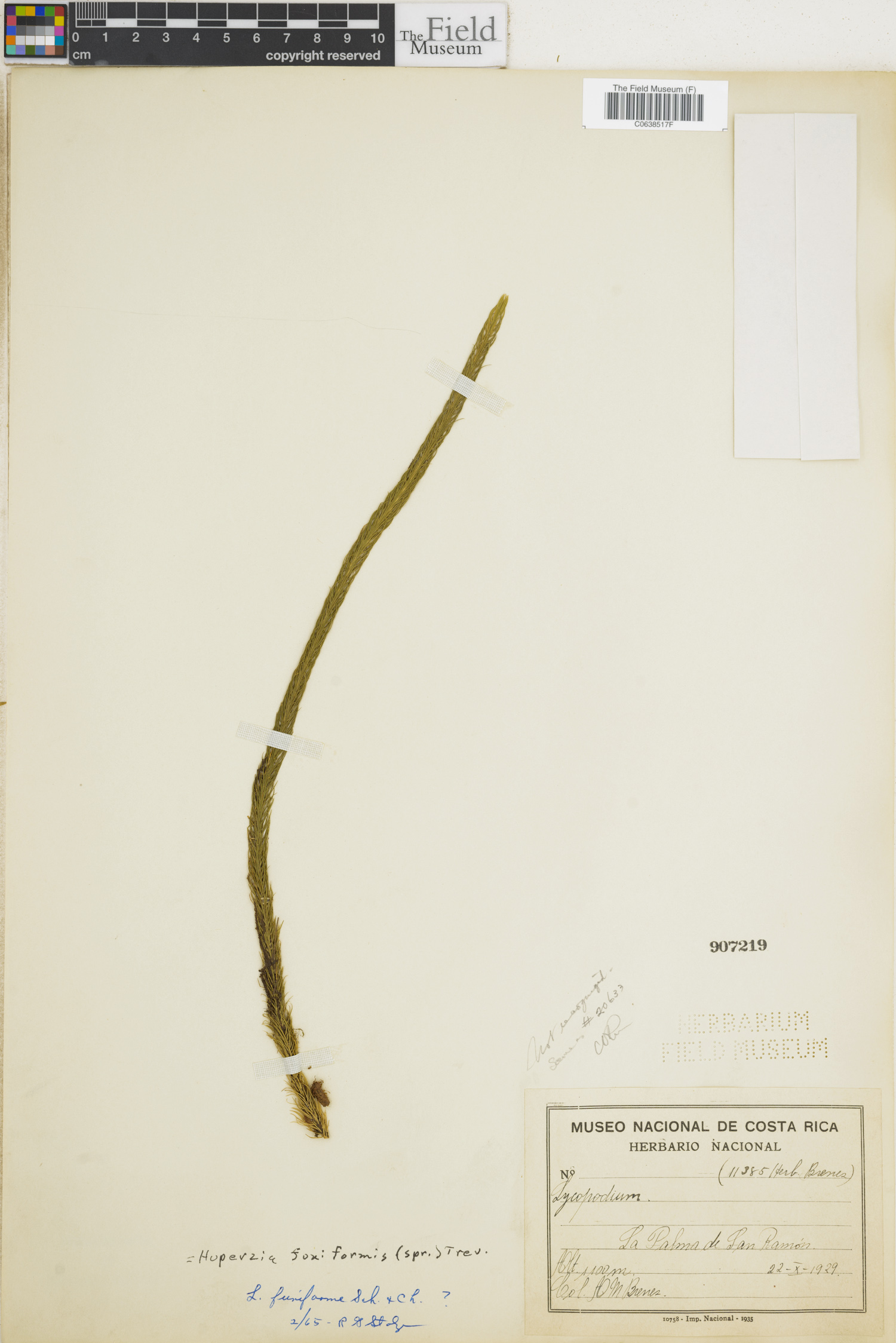 Phlegmariurus funiformis image