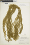 Phlegmariurus linifolius image