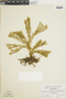 Lycopodium linifolium image