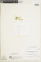 Ferns From Past to Present, funded by the Institute of Museum and Library Services (Award No. MA-30-13-0544-13).
