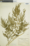 Selaginella stellata image