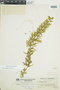 Selaginella idiospora image