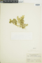 Ferns From Past to Present, funded by the Institute of Museum and Library Services (Award No. MA-30-13-0544-13).
