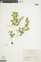 Ferns From Past to Present, funded by the Institute of Museum and Library Services (Award No. MA-30-13-0544-13).