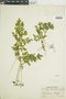 Ferns From Past to Present, funded by the Institute of Museum and Library Services (Award No. MA-30-13-0544-13).