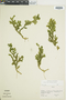 Ferns From Past to Present, funded by the Institute of Museum and Library Services (Award No. MA-30-13-0544-13).