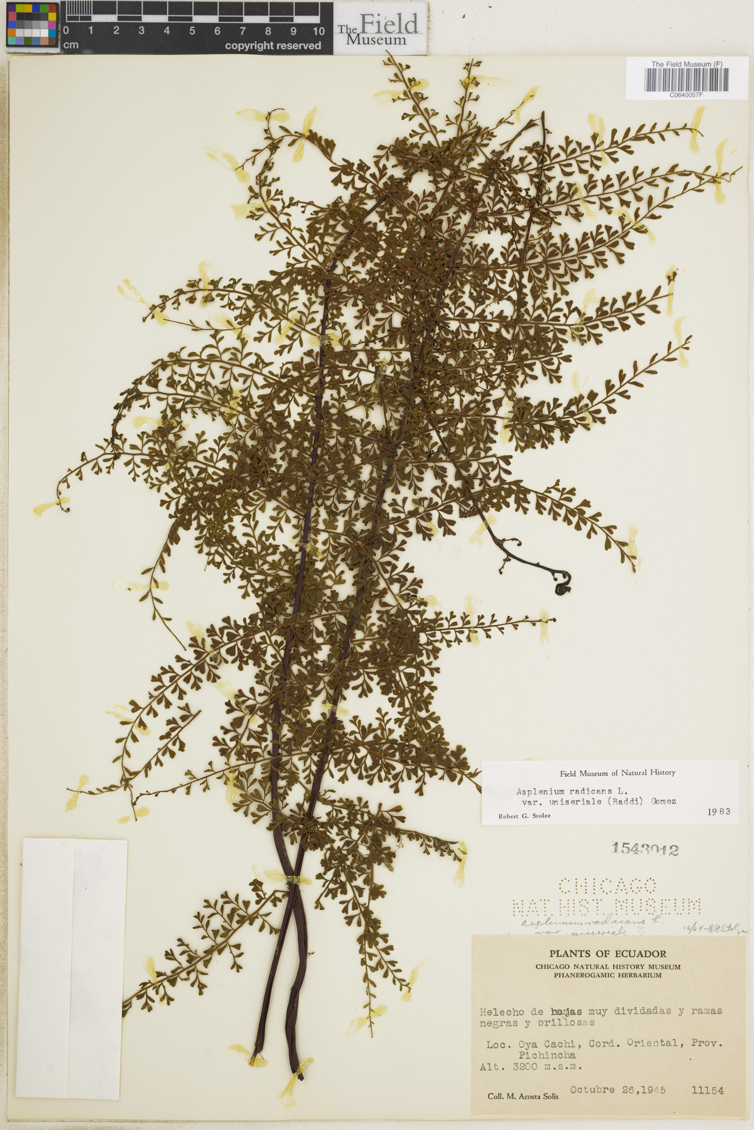 Asplenium radicans var. uniseriale image