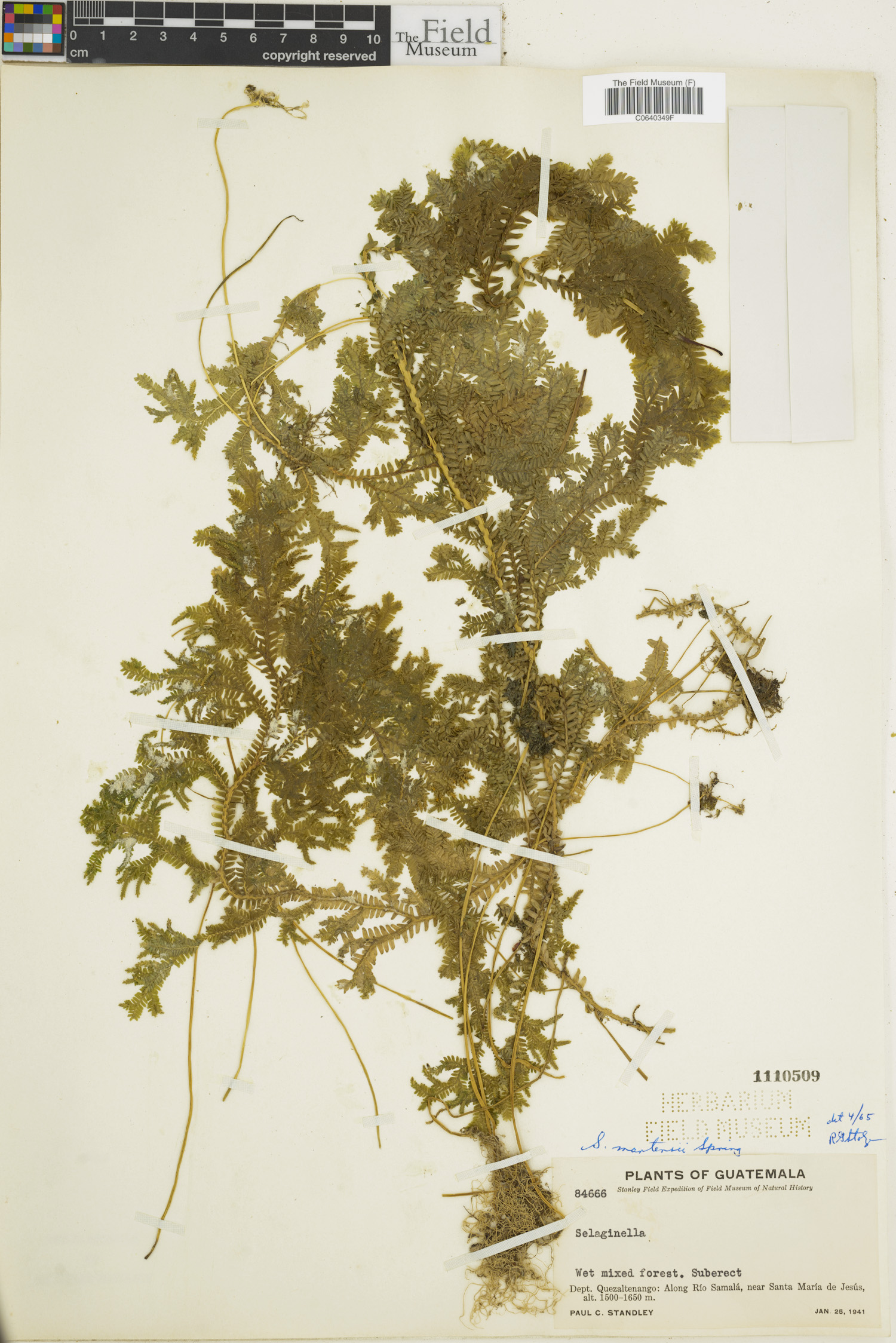 Selaginella martensii image