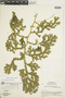 Ferns From Past to Present, funded by the Institute of Museum and Library Services (Award No. MA-30-13-0544-13).
