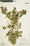 Ferns From Past to Present, funded by the Institute of Museum and Library Services (Award No. MA-30-13-0544-13).